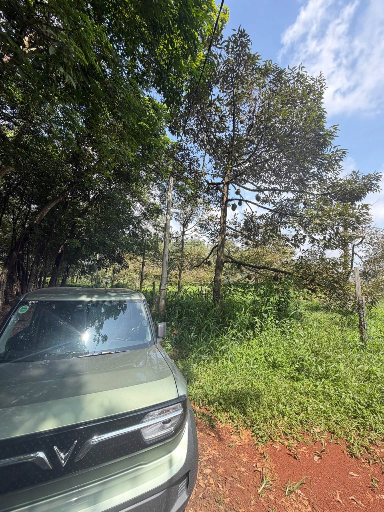 Bán đất sầu riêng Thái gần 1ha Đồng Phú Bình Phước - Ảnh thu nhỏ 4
