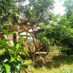 Nhà vườn siêu đẹp, nở hậu, mặt tiền đường Quốc Lộ 20 nối SG - Đà Lạt (Đạ Huoai - Lâm Đồng) - Ảnh thu nhỏ 2