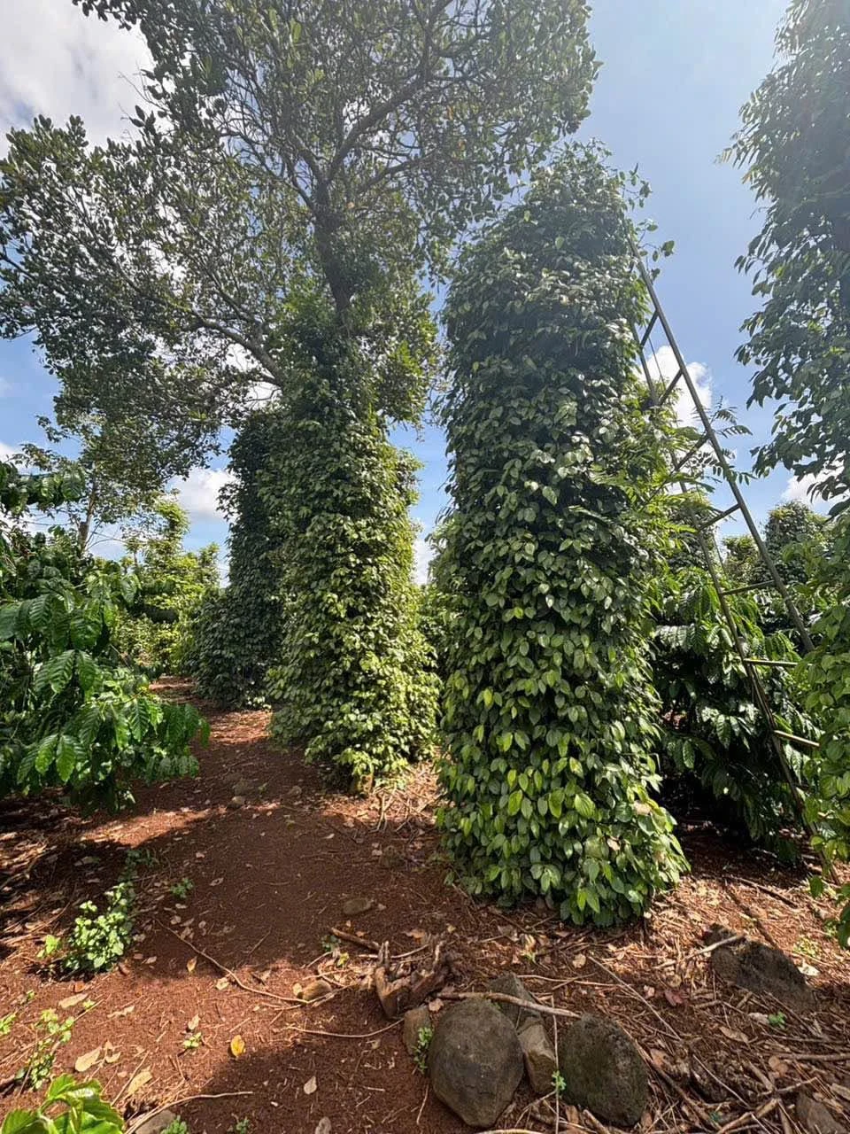 Bán đất 1,3ha view sông Sêrêpốk Hòa Phú Đắk Lắk - Ảnh 1