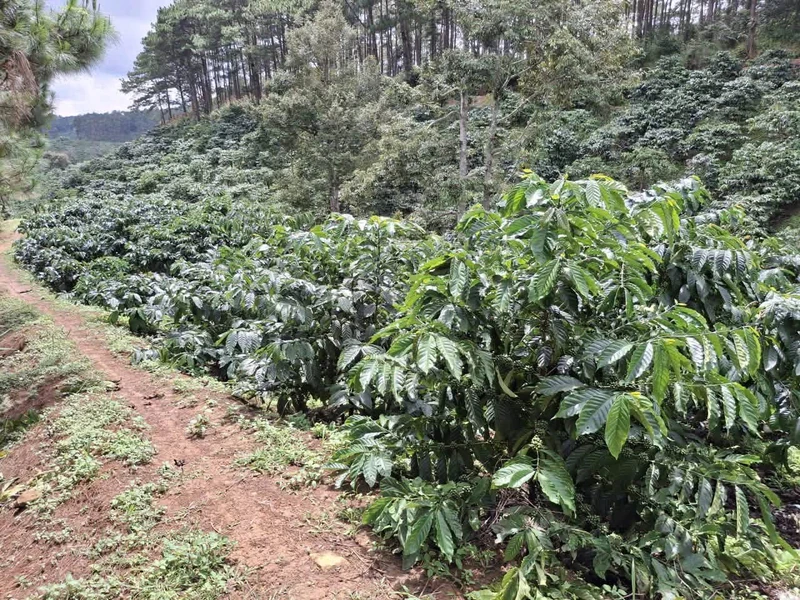 Bán 1,6ha đất trồng cà phê tại Di Linh, Lâm Đồng, giá 2,5 tỷ