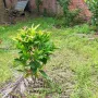 Chính chủ cần tiền hạ giá bán nhanh chỉ 5,3 tỷ có nhà đất mặt tiền QL57, Mỏ Cày Nam, có thổ cư - Ảnh thu nhỏ 23