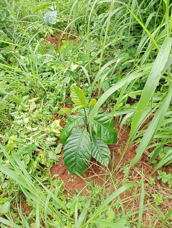 Bán đất 1,2ha trồng cà phê Đắk Nông 1,5 tỷ
