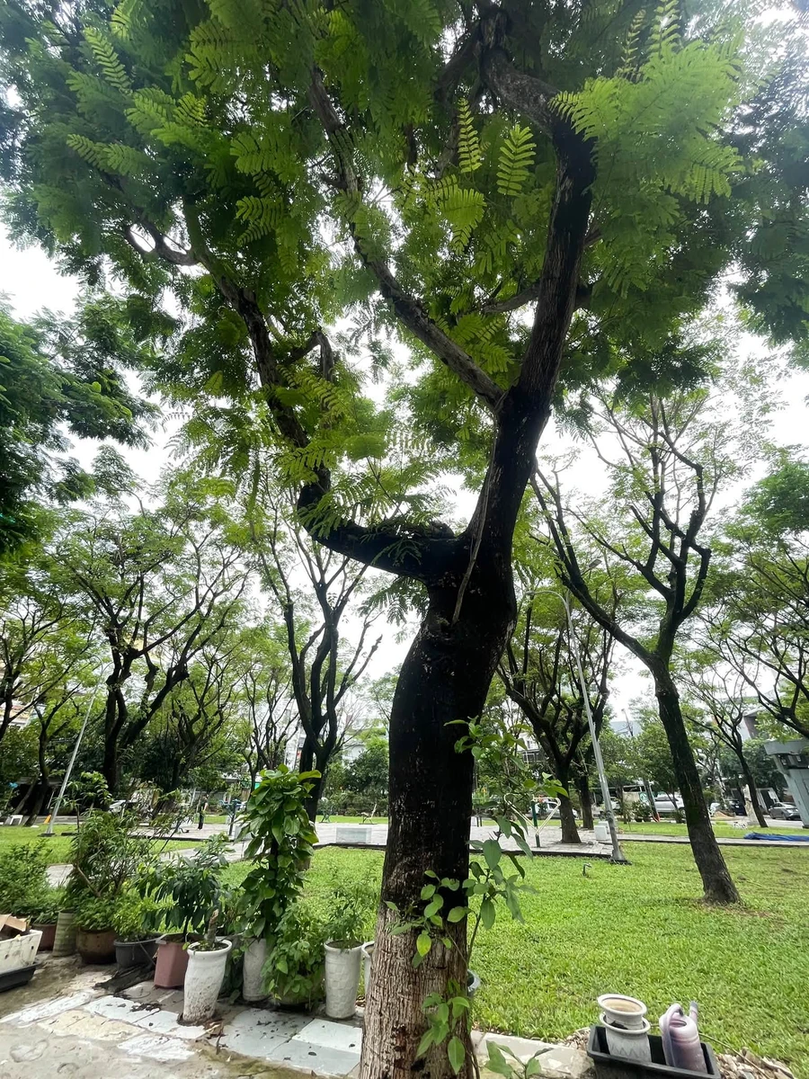 Bán nhà 3 tầng mới full nội thất 90m2 gần cầu Trần Thị Lý, Đà Nẵng giá nhỉnh 14 tỷ - Ảnh 1