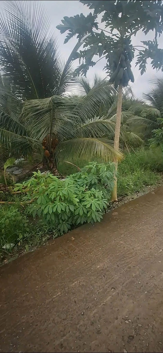 Bán đất Bình Trinh Đông, Tân Trụ, Long An, 1.2 công, 820 triệu - Ảnh thu nhỏ 3