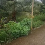 Bán đất Bình Trinh Đông, Tân Trụ, Long An, 1.2 công, 820 triệu - Ảnh thu nhỏ 3