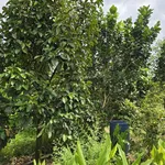 Bán 9932m2 đất giáp Suối Lớn - có sẵn thổ cư - mặt tiền nhựa lớn liên xã - Ảnh thu nhỏ 9