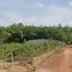 Bán đất 1300m2 giá 290 triệu, đường 19m, Bình Dương - Ảnh thu nhỏ 2