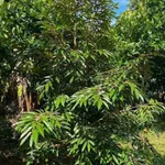 Bán 500m² đất vườn trái cây Long Khánh, Đồng Nai - Ảnh thu nhỏ 2