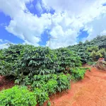 Bán nhanh vườn cà phê 2 hecta, sản lượng 8-9 tấn, Gia Lai - Ảnh thu nhỏ 3