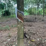Bán 2,4ha đất cao su có nhà cấp 4, giá 3,5 tỷ, Đồng Tiến, Bình Phước - Ảnh thu nhỏ 1