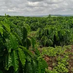 Bán 1 ha đất nông nghiệp có giếng khoan, hồ bạt, điện năng lượng mặt trời tại Đắk Mil, Lâm Đồng - Ảnh thu nhỏ 2