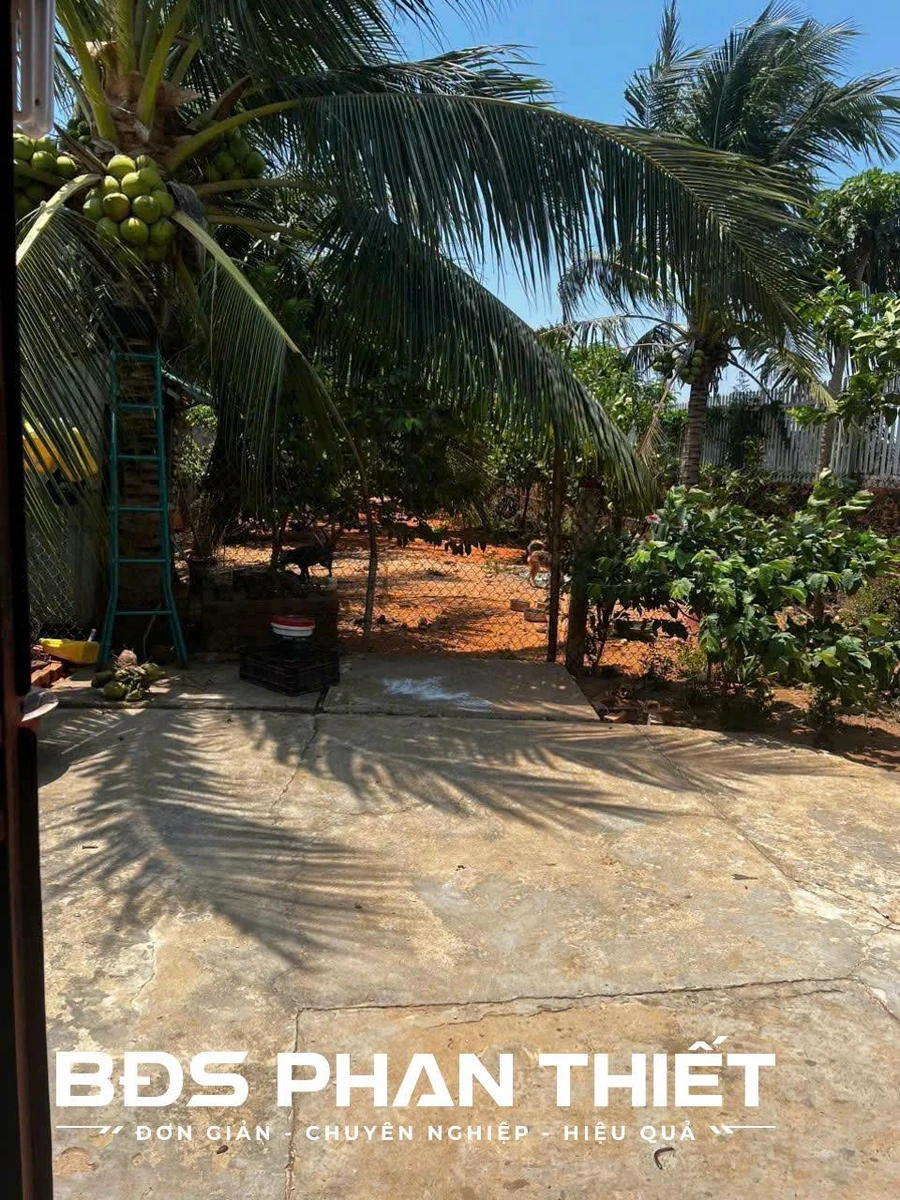 Bán nhà vườn Phan Thiết 891.6 m2 - 5.8 tỷ - Ảnh thu nhỏ 5