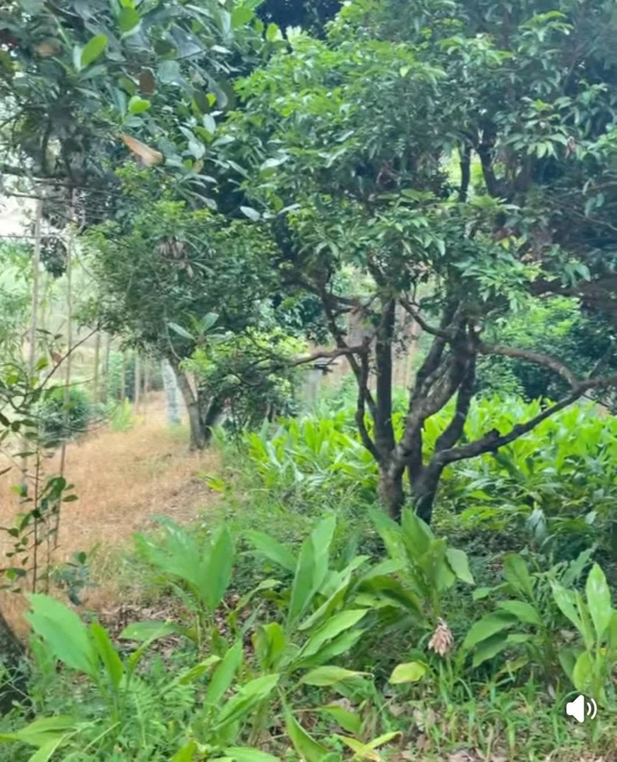 Bán đất vườn 1.800m² tại Yên Thế, Bắc Ninh, giá 1 tỷ - Ảnh thu nhỏ 4