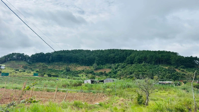 Bán lô đất view rừng thông tại Nam Ban, Lâm Đồng