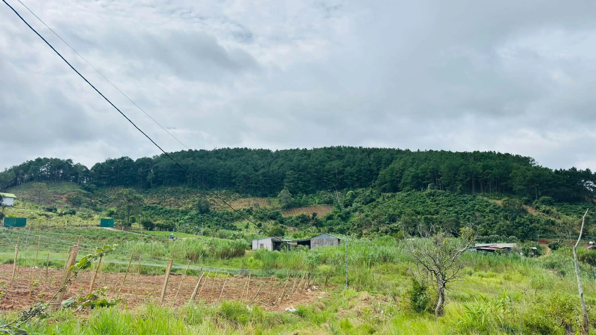 Bán lô đất view rừng thông tại Nam Ban, Lâm Đồng - Ảnh 1