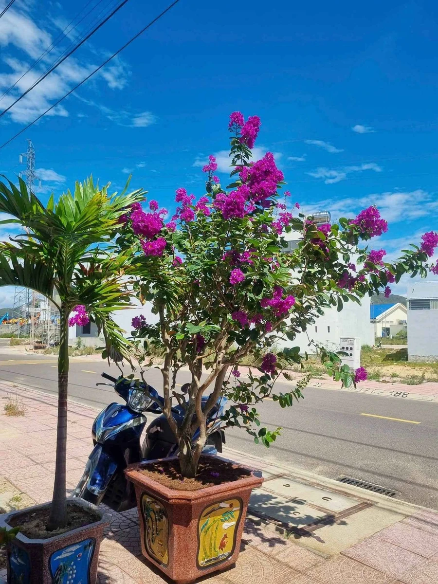 Bán đất 104m² gần chợ Quán Mối, Phước Lộc, Tuy Phước, giá 1 tỷ 3 triệu - Ảnh thu nhỏ 2