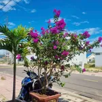 Bán đất 104m² gần chợ Quán Mối, Phước Lộc, Tuy Phước, giá 1 tỷ 3 triệu - Ảnh thu nhỏ 2