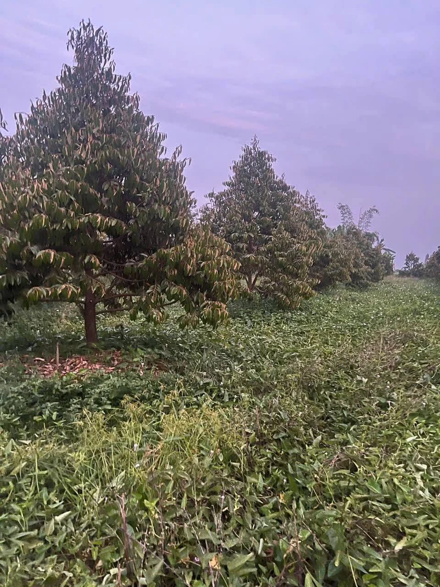 Bán đất vườn 3690m² có nhà Cờ Đỏ Cần Thơ 4,5 tỷ - Ảnh thu nhỏ 5
