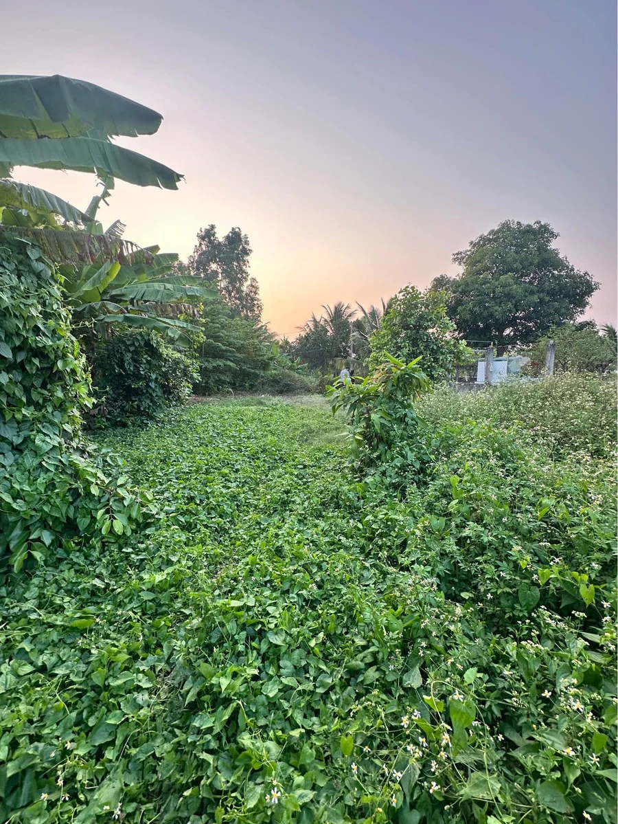 Bán đất 18 x 66.75m (1201.5m²) Phường Long An, Tân An, Long An - Ảnh thu nhỏ 3