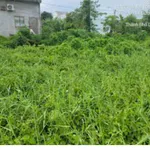 Bán đất tại Phường Mỹ Hòa, thành phố Long Xuyên (nay là phường Long Xuyên), tỉnh An Giang - Ảnh thu nhỏ 1