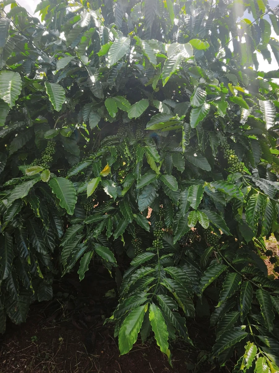 Bán 1 ha đất vườn cà phê có sổ sách đầy đủ tại Tuy Đức, Lâm Đồng giá 2,15 tỷ - Ảnh 1