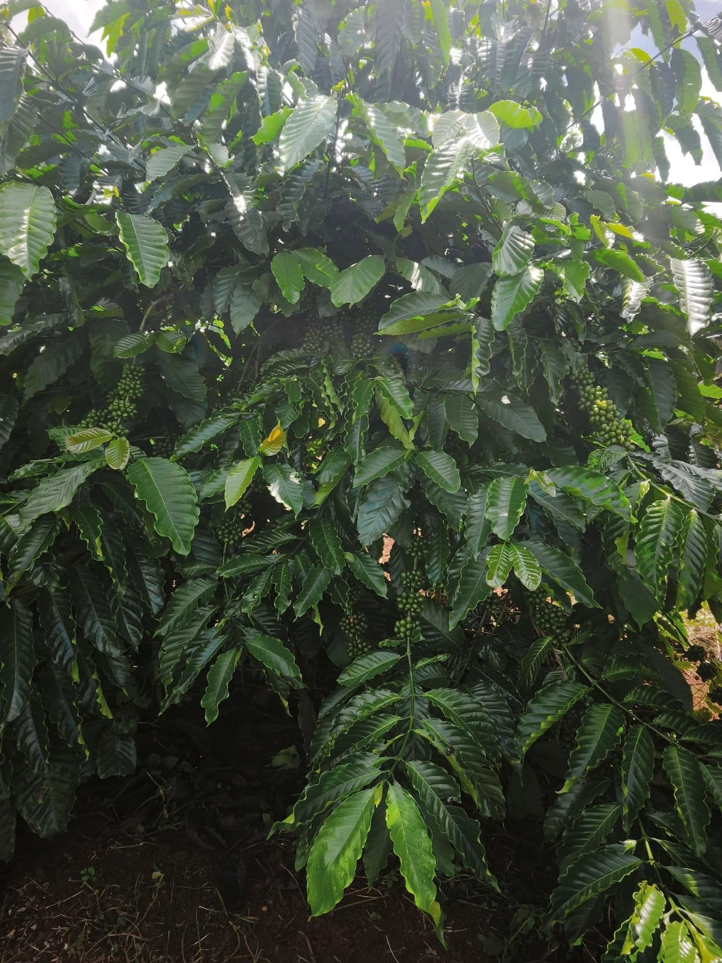 Bán 1 ha đất vườn cà phê có sổ sách đầy đủ tại Tuy Đức, Lâm Đồng giá 2,15 tỷ - Ảnh 1