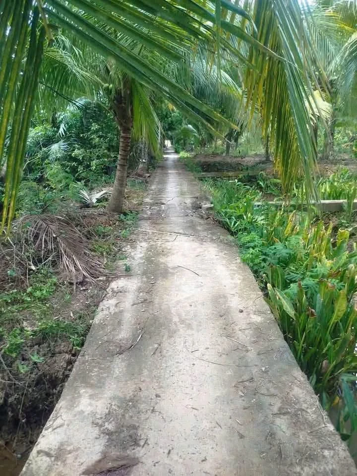 Bán 2,6 công đất vườn Nhơn Thạnh - 1 tỷ 500 triệu - Ảnh 1
