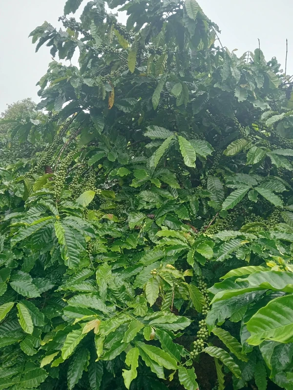 Bán đất 1ha café kinh doanh Tuy Đức Đắk Nông