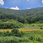 Bán đất vườn An Sơn Đà Lạt 13.000m² giá 11,3 tỷ - Ảnh thu nhỏ 2