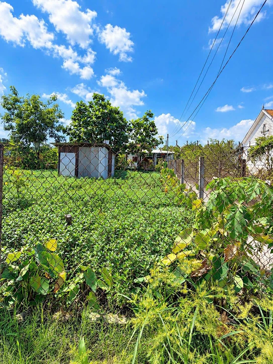 Bán đất vườn 489m² Mỹ Lộc Phước Hậu Tây Ninh 1tỷ 400 triệu - Ảnh thu nhỏ 2