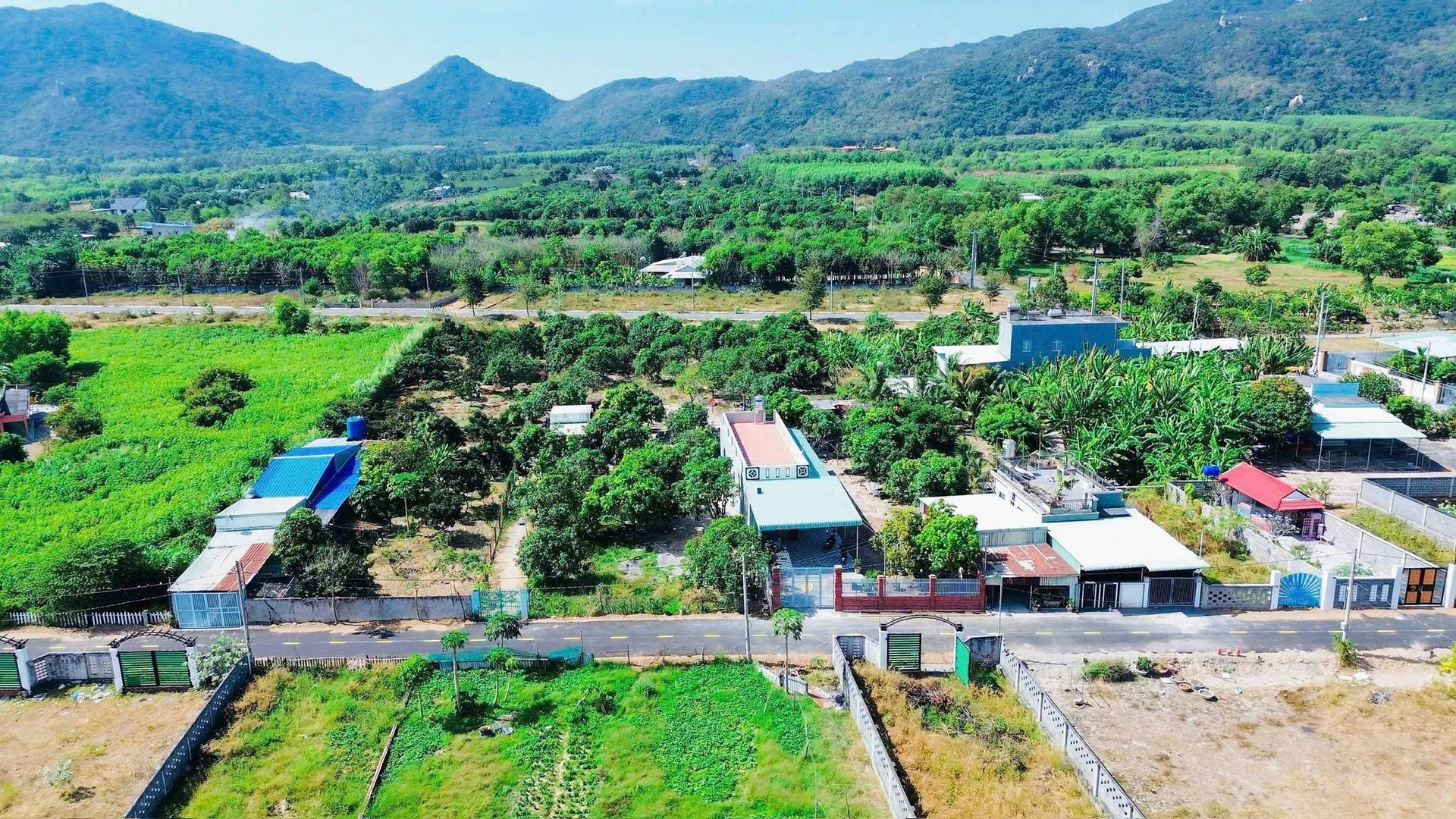 Bán vườn xoài Phước Hải 2000m2, view núi, 7.2 tỷ - Ảnh 1