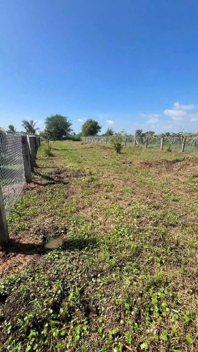 Bán đất cây trồng 850m² Hàm Liêm gần Phan Thiết - Ảnh thu nhỏ 2