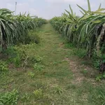 Bán đất nông nghiệp 28.000 m² tại Bình Thuận - Ảnh thu nhỏ 3