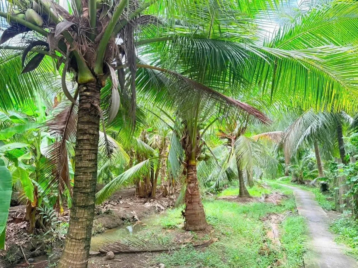 Bán nền đất 345m² Phú Khương 270 triệu - Ảnh thu nhỏ 3