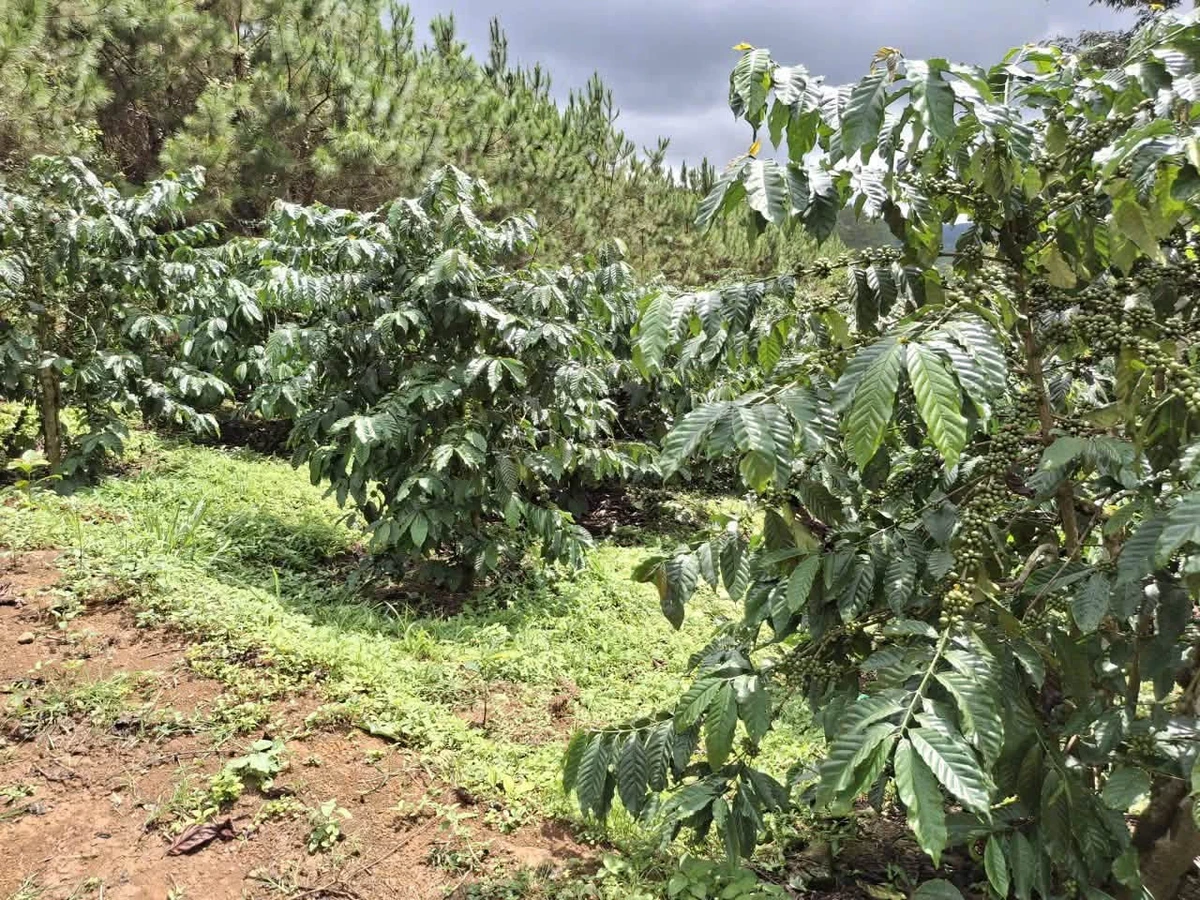 Bán 1,6ha đất trồng cà phê tại Di Linh, Lâm Đồng, giá 2,5 tỷ - Ảnh thu nhỏ 4