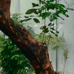 Sang quán cà phê sân vườn mặt tiền 165m2 Quận 1 - Ảnh thu nhỏ 2