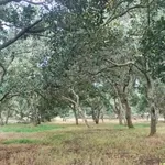 Bán 2,7 ha đất ở Đồng Tâm, Đồng Nai, giá 3,5 tỉ - Ảnh thu nhỏ 2