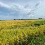 Bán 7 công ruộng Châu Thành, Kiên Giang, 48m mặt tiền - Ảnh thu nhỏ 3