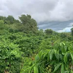 Bán 5,7ha đất nông nghiệp Đắk Mil Lâm Đồng 82tr/sào - Ảnh thu nhỏ 3