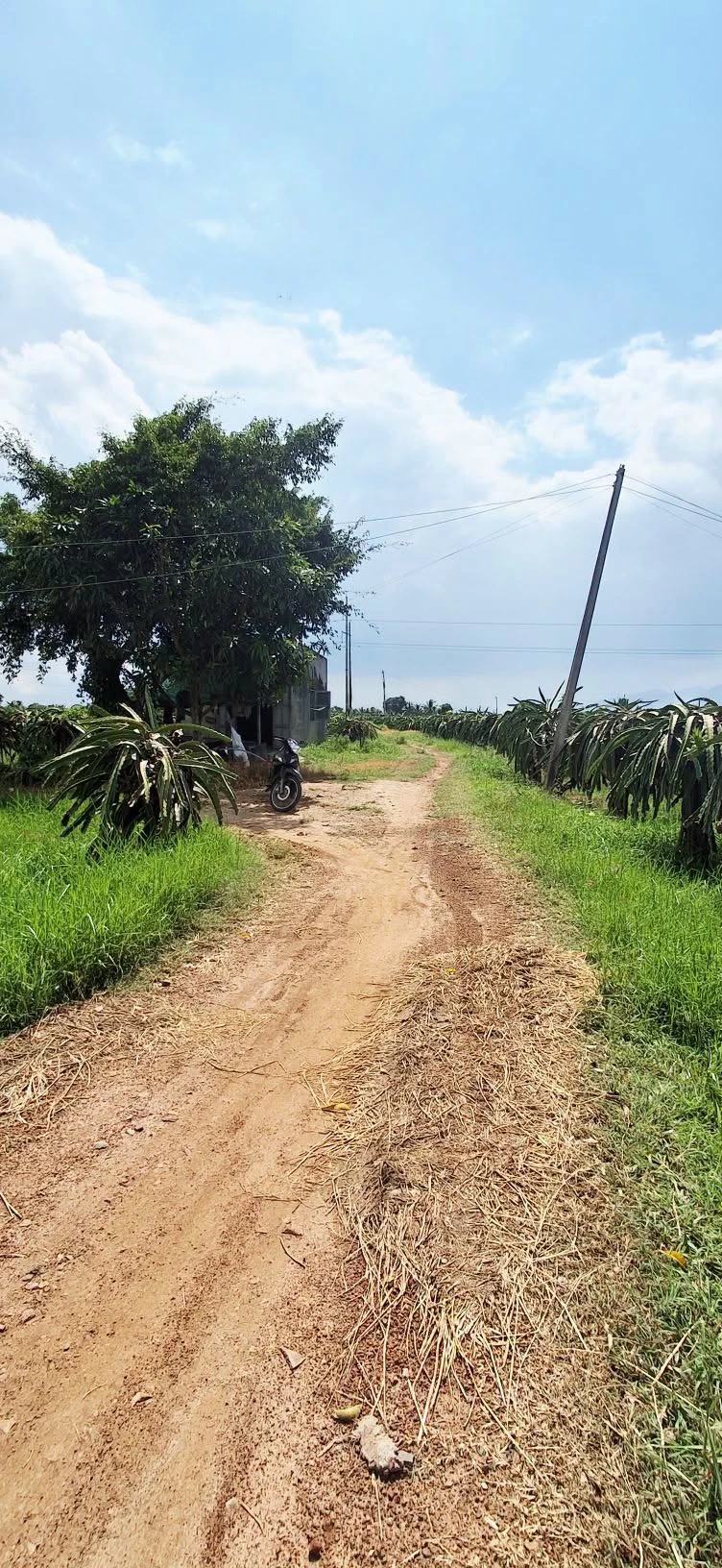Bán đất 2 sào Hàm Đức Nhà Bè 600 triệu - Ảnh 1