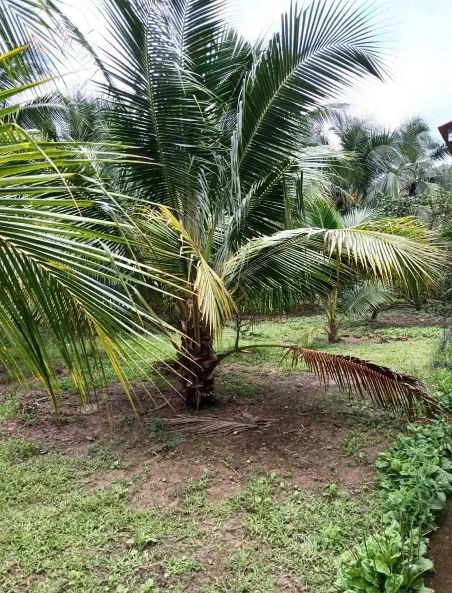 Bán đất vườn 1289m² Phú Tân, thổ cư, có nhà, 1,4 tỷ - Ảnh thu nhỏ 3