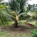 Bán đất vườn 1289m² Phú Tân, thổ cư, có nhà, 1,4 tỷ - Ảnh thu nhỏ 3