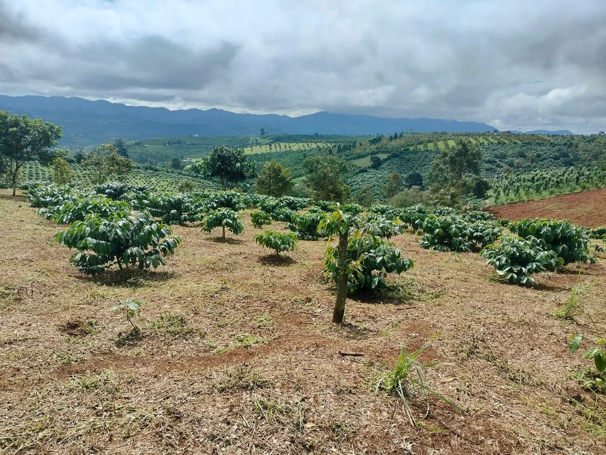 Bán 1,5ha đất vườn cà phê Lộc Bắc, Bảo Lâm - Ảnh thu nhỏ 3