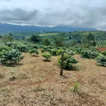 Bán 1,5ha đất vườn cà phê Lộc Bắc, Bảo Lâm - Ảnh thu nhỏ 3