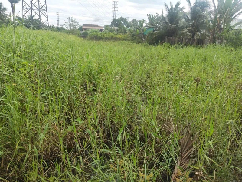Bán lô đất 198,5m2 thổ cư, sổ hồng riêng tại Ấp 6 Nhựt Chánh, Bến Lức, Long An