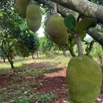 Bán đất nền 2 sào Định Quán Đồng Nai 1,9 tỷ - Ảnh thu nhỏ 4