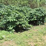 Bán 1,6ha đất trồng cà phê tại Di Linh, Lâm Đồng, giá 2,5 tỷ - Ảnh thu nhỏ 2