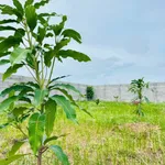 Bán đất quy hoạch thổ cư 1,2 sào Hàm Liêm, Bình Thuận - Ảnh thu nhỏ 1