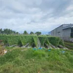 Giảm mạnh đất 541m2 thổ cư Tân Mỹ, Đức Hòa, Long An (nay là Hậu Nghĩa, T Tây Ninh) | ngang 12m - Ảnh thu nhỏ 6