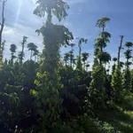Bán đất 1,2 hectare cafe view hồ Thuận Hà - Ảnh thu nhỏ 3